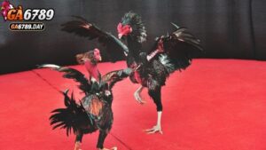 Hướng dẫn tham gia chương trình "Hoàn Trả Ngày Vô Tận"